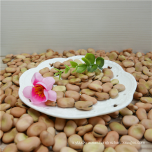 Dried light yellow broad bean in shell